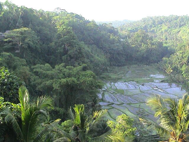 Blick aus unserem Fenster in Ubud