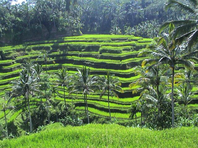 gr�n, gr�n,gr�n..