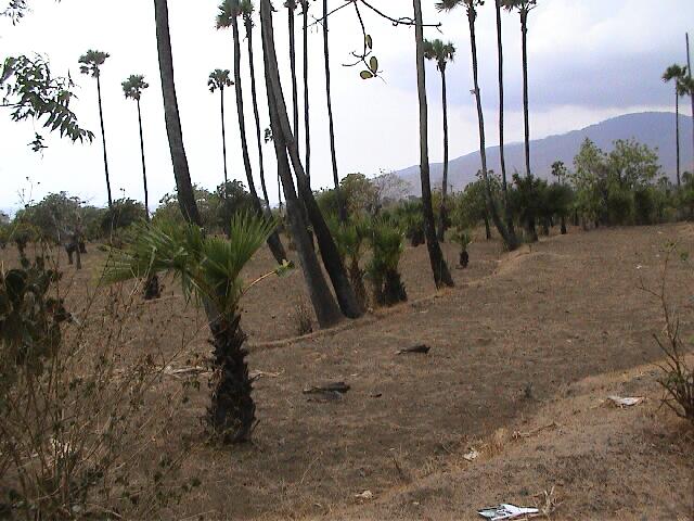ausgetrocknete Landschaft