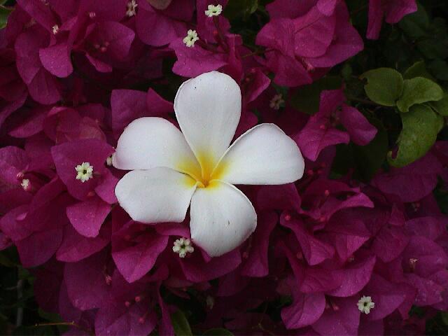 Bougainvillea mit Frangipani