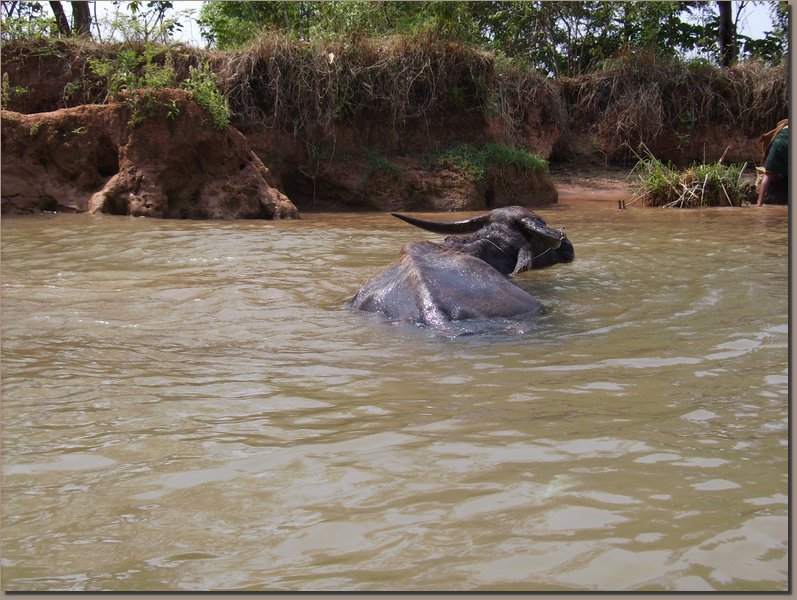 Inle-See - Wasserbffel
