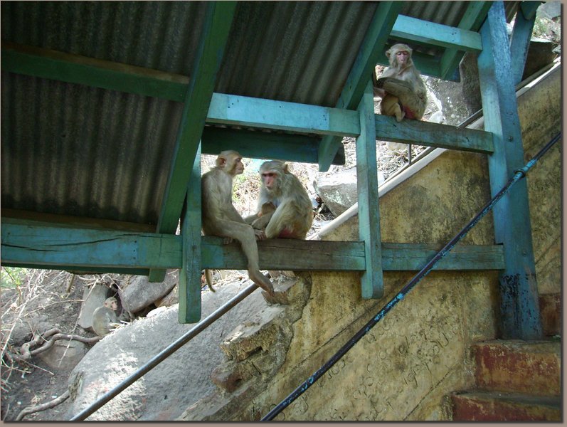 Mount Popa - Makaken