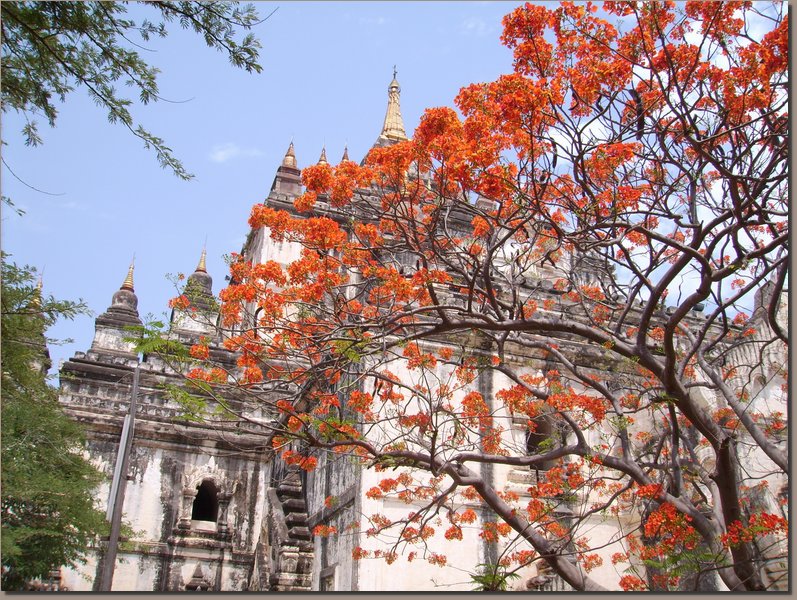 Burma - Pagodenfeld von Bagan