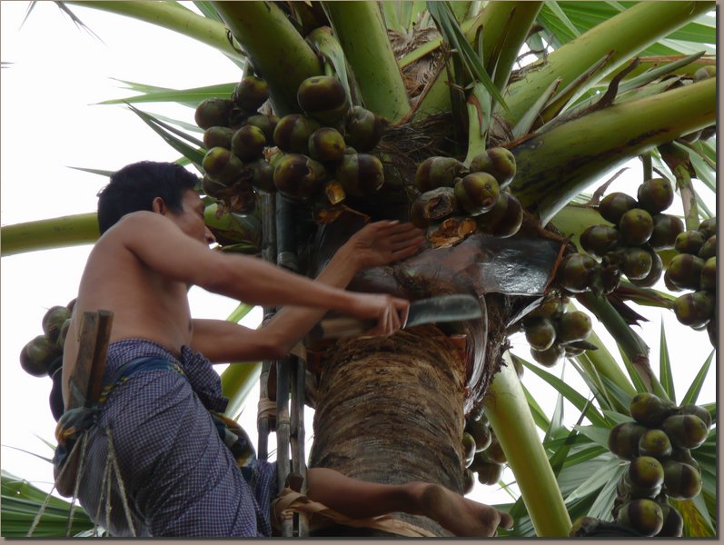 Burma - Palmsaft-Ernte