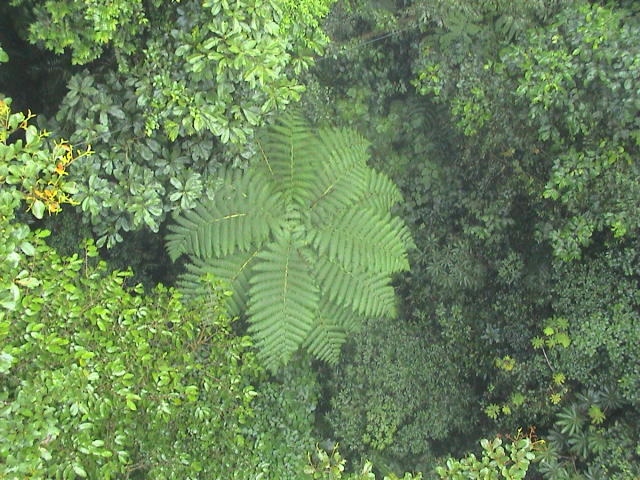 Nebelwald Monteverde