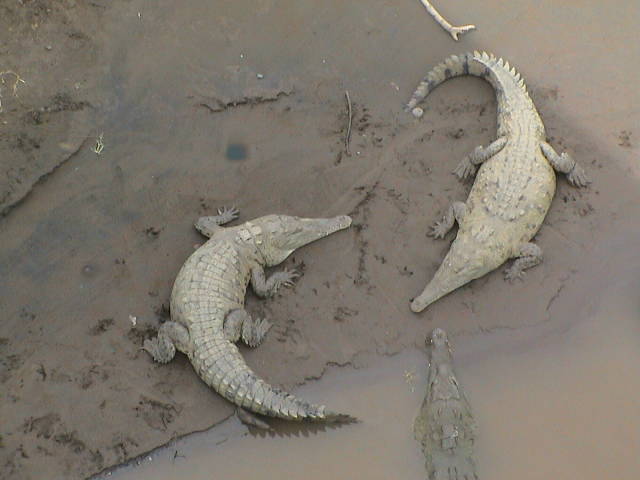 Krokodile am Fluufer