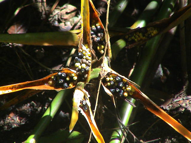 Nationalpark Manual Antonio