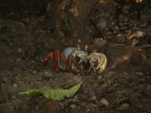 Nationalpark Manual Antonio