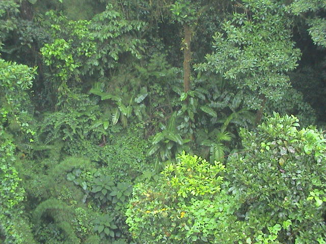 ber den Dchern des Urwaldes