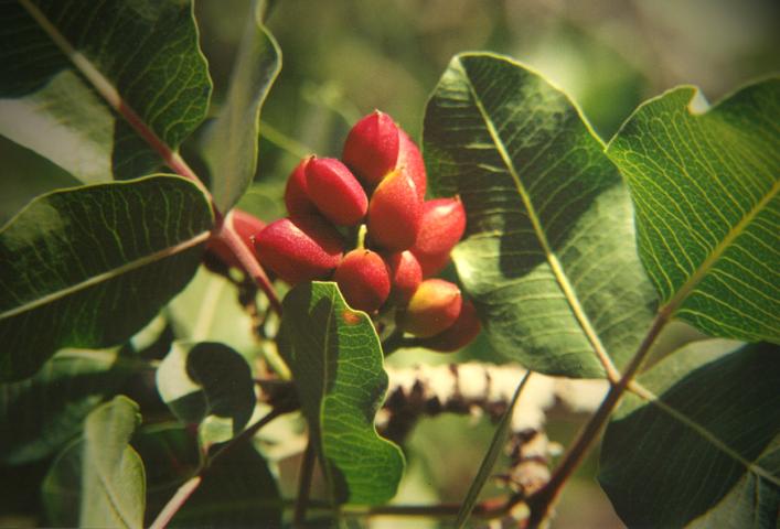 Fahrt von Kerman -> Yazd - Pistazienstrauch in der N�he von Rafsandjan